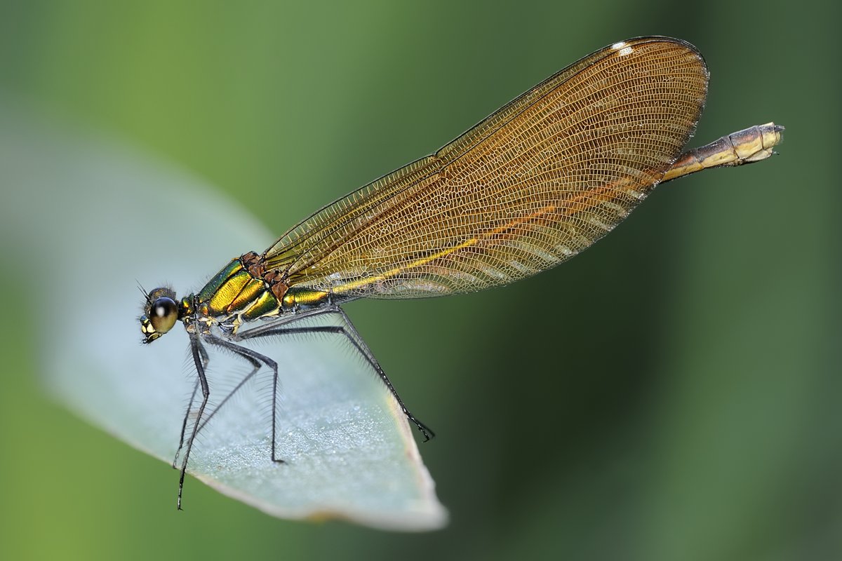 Calopteryx...... -  	Calopteryx virgo